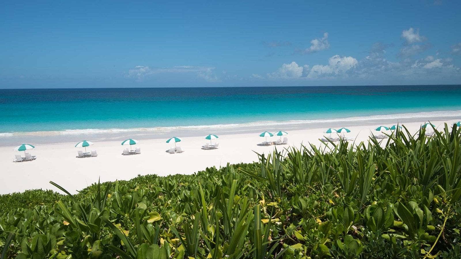 Ultimate Poker Paradise | Bluffing Monkey